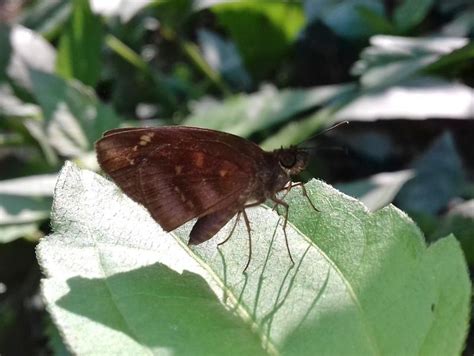 Psolos fuligo subfasciatus | Butterfly