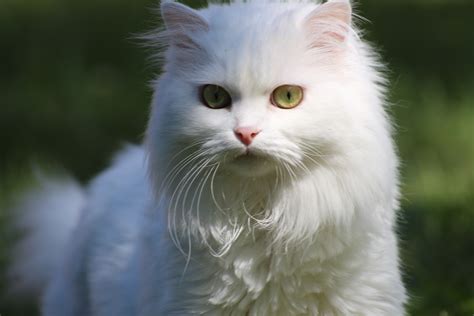 Free Images : fauna, whiskers, vertebrate, persian, norwegian forest ...