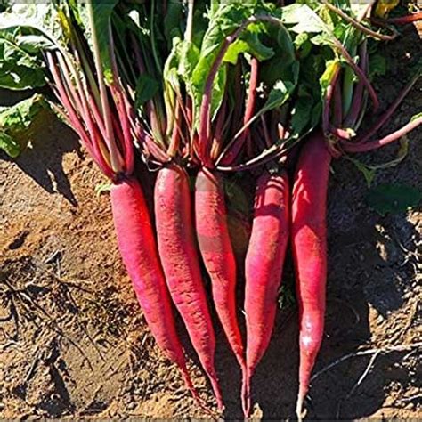 Radish Red Long Hybrid F1 Seeds - Quick Growing, Bright Red Radishes ...