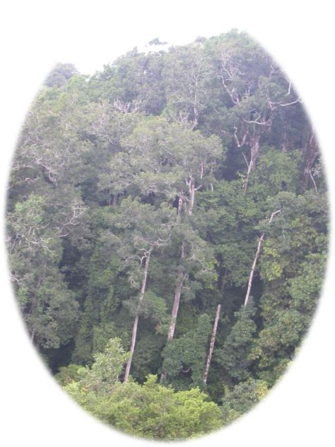 Conservation Of Fragmented Forests In Banavasi Range, Sirsi Forest ...