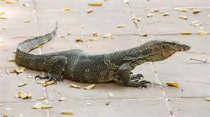 Can monitor lizards regrow tails like normal house lizards?