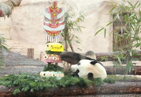 莫斯科動物園為中國旅俄熊貓“丁丁”和“如意”實現“親密接觸”開展籌備工作 - 2023年2月16日, 俄羅斯衛星通訊社