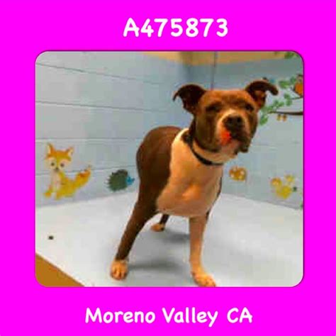 Pin on Urgent Animals in Need at Moreno Valley Animal Services in ...