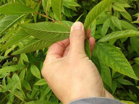 Natuurrondleiding Bomen, planten, insecten, wateropvang, biodiversiteit ...