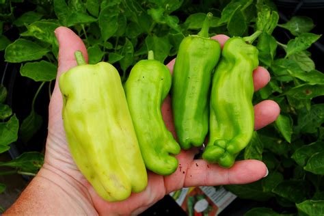 Alejandro Pepper Farm