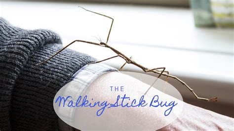 Are Walking Sticks Dangerous To Humans at Lori Francois blog