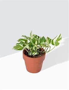 Mphmi Live Plant Nursery NCR Plant Money plant marble prince Scindapsus ...
