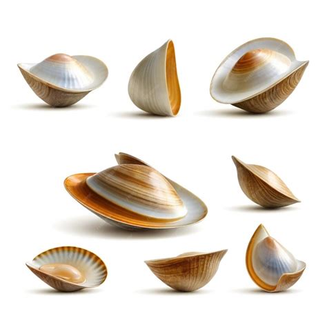 Image result for Shells Length
