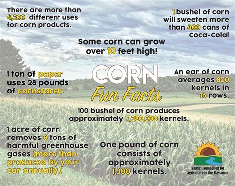 Corn Fun Facts Poster | Kansas Foundation for Agriculture in the Classroom