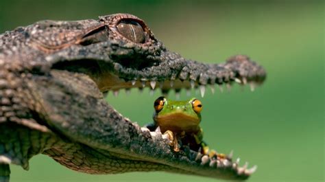 depth of field, amphibian, muzzles, eyes, reptile, frog - wallpaper ...