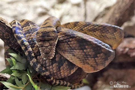 Image result for Amethystine Python Habitat