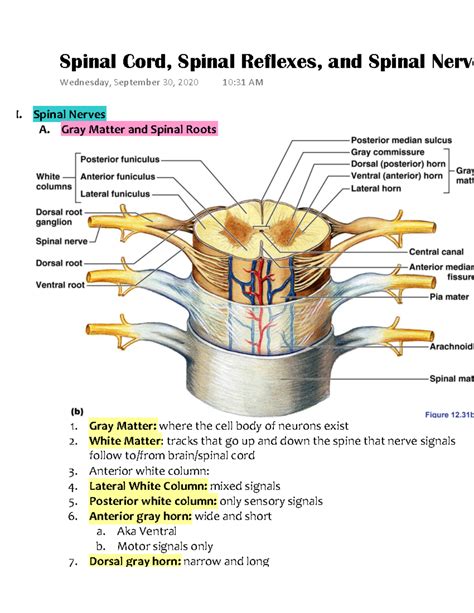 Anterior White Column