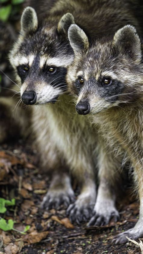 Download wallpaper 1350x2400 raccoons, animals, wildlife iphone 8+/7 ...