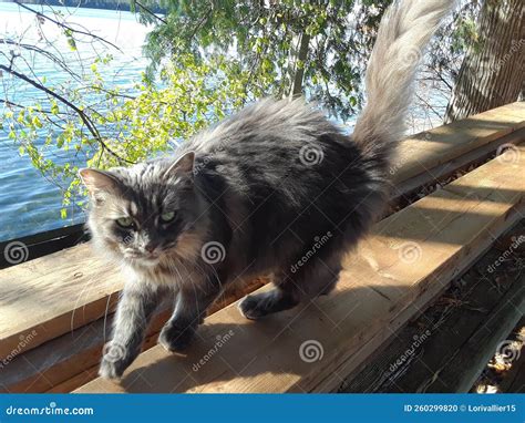Cat Walks Plank stock photo. Image of longhaired, lake - 260299820