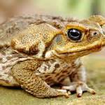 Exploding Frog Video 的图像结果