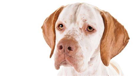 Pointer Dog in Action 的图像结果