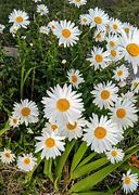 Image result for Daisy Fresh Cut Flowers