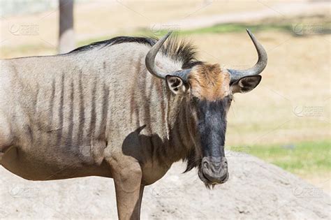 斑纹角马 的图像结果
