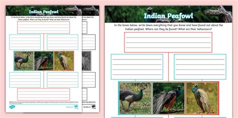 Indian Peafowl Mind Map (teacher made) - Twinkl