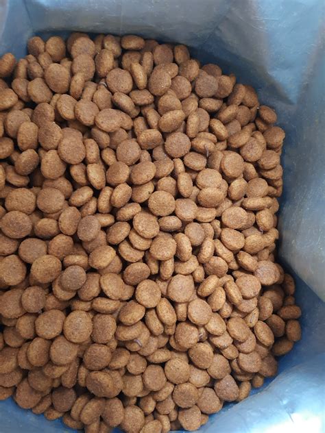 Image result for Dog Infested with Maggots