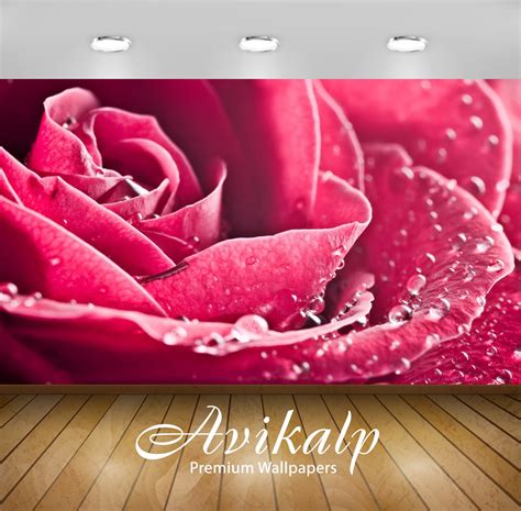 Avikalp Exclusive Awi1650 Beautiful Rose Full HD Wallpapers for Living ...
