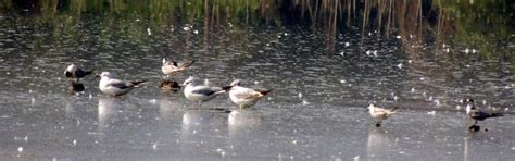 Birdwatching at Bhandup Pumping Station, Mumbai