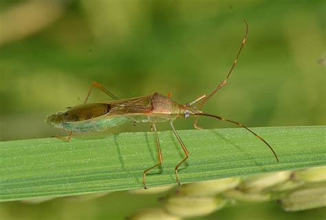 Insect Pests