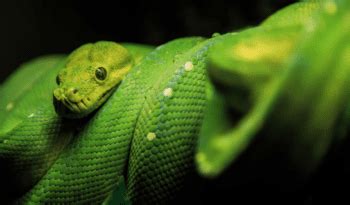 Image result for Green Python Life Cycle