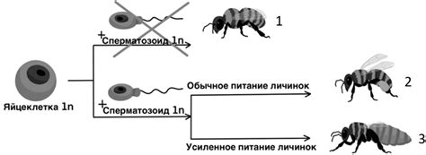 Задание №25520: На рисунке изображены способы образования разных групп ...