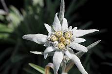 fiore edelweiss file alpen edelwei 223 leontopodium alpinum 2 jpg fiore edelweiss file alpen edelwei 223 leontopodium alpinum 2 jpg