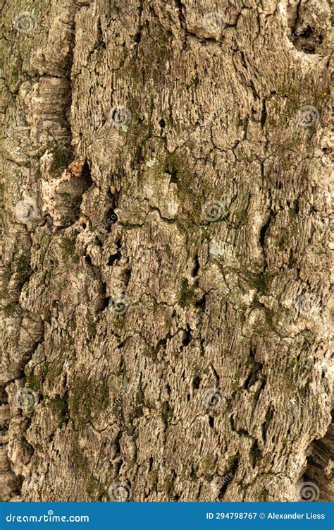 Bark of a cork oak tree stock image. Image of forest - 294798767