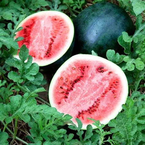 Buy Golden Hills Sugar Baby Watermelon Seeds for Sweet Harvests - KisanShop