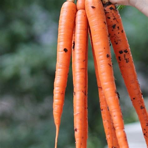 The Different Types of Carrots, Explained for Home Gardeners - Sow True ...