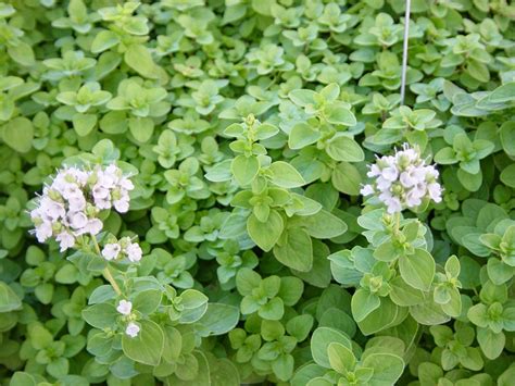 Marjoram - Herb of the Week | Planting herbs, Marjoram plant, Herb seeds