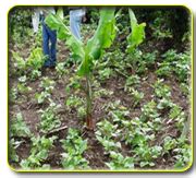 Banana Expert System