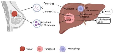 Unveiling the Involvement of Extracellular Vesicles in Breast Cancer’s ...