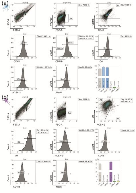 Image result for Flow Cytometry of Microglia Videotutorial