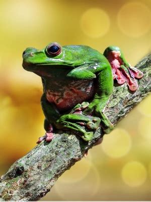 Florida Tree Frogs 的图像结果