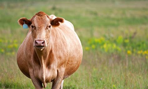 Beef Cow Pregnancy Examination - Alabama Cooperative Extension System