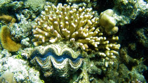 Great Barrier Reef Plant Species Griffith Led Discovery Identifies New