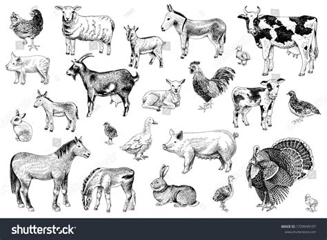 Large Set Hand Drawn Farm Animals 库存矢量图（免版税）1729949197 | Shutterstock