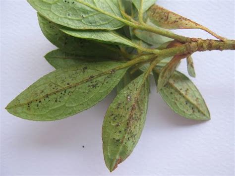Azalea Diseases & Pests