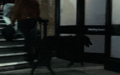 Not just donkeys, all these animals have spent time in jail in India ...