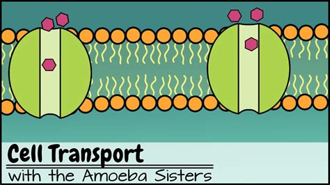 Cell Transport: Explore the types of passive and active cell transport ...