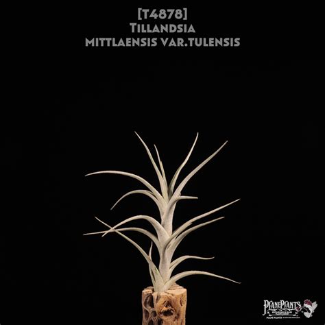 【送料無料】mittlaensis var. tulensis〔エアプランツ〕現品発送T4878 | plane plants