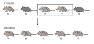 Biological Evolution 的图像结果