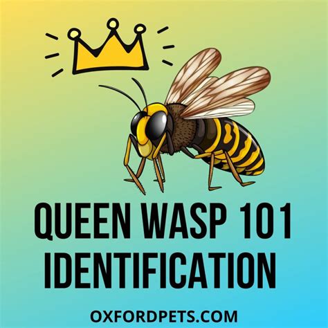 How to Identify a Queen Wasp? Queen Wasp Identification 101 - Oxford Pets