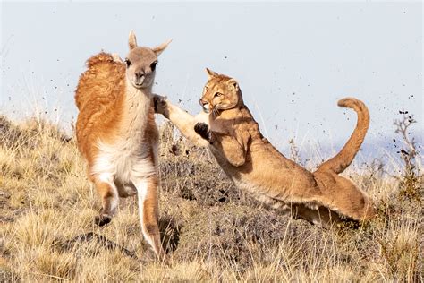 Puma Hunting Prey