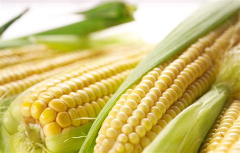 路透：中国玉米库存耗尽 海外抢购将推高粮价 | 中国玉米价格 | 粮食库存 | 粮食短缺 | 新唐人中文电视台在线
