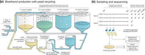 Yeast Fermentation Diagram